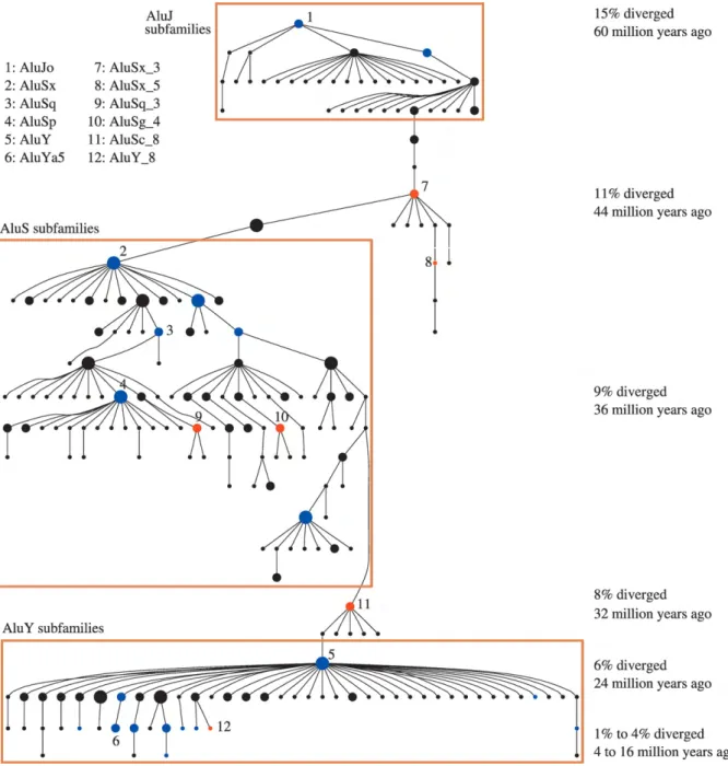 Figure 3   Evolution of Alu Subfamilies 