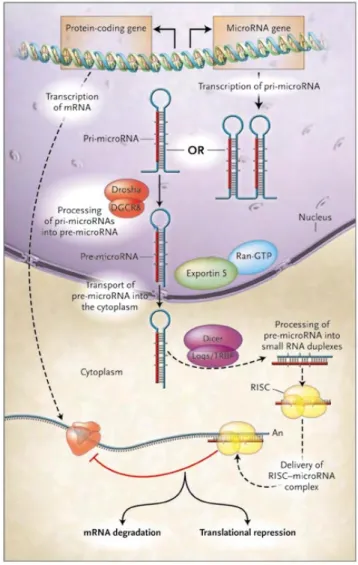 Figure 4   Biogenesis and Structure of microRNA  (a) Biogenesis of microRNA. Adapt from (Abeloff 2008). 