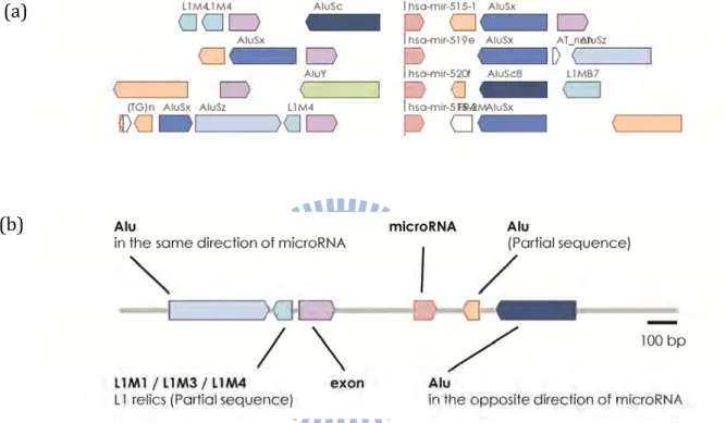 Figure 6   Remarkable Duplication Unit of C19MC  (a) Flanking genomic components of microRNA. Some cases are shown here as example  in real scale and position.    (b) General composition within a unit. Most microRNAs of  C19MC could be found as this rearra