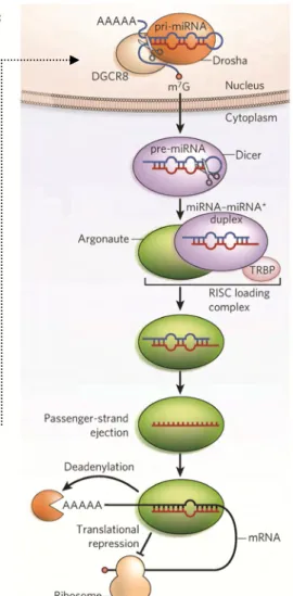 Figure 7   Two Different Models of C19MC Transcription 