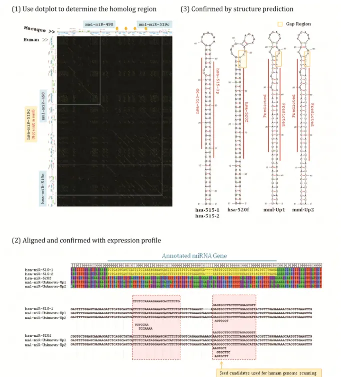 Figure 9   Determine C19MC Homologs in Rhesus 