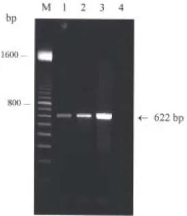 Fig. 1. Sensitivity of HVA DNA detection  using the HVA622F/R primer set. Agarose gel  electrophoresis was used to analyse PCR  products from reactions including the HVA 622F/R primer set and 10-fold dilutions of  purified genomic HVA DNA mixed with 1.0  µ