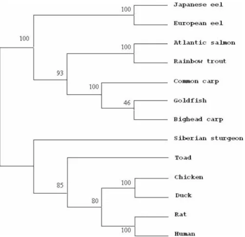Figure 9 A phylogenetic tree of the putative mature peptide sequences of the TSH  subunits from teleosts and selected species of tetrapods