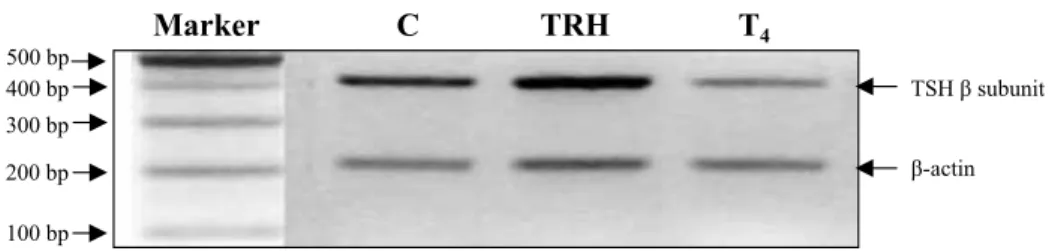 Figure 4 Regulation of TSH  mRNA expression of the cultured Japanese eel pituitaries by TRH and T 4 