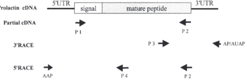 Fig. 2. Anguilla japonica. Procedures of RT-PCR sequencing of prolactin cDNA from pituitary glands of the Japanese eel