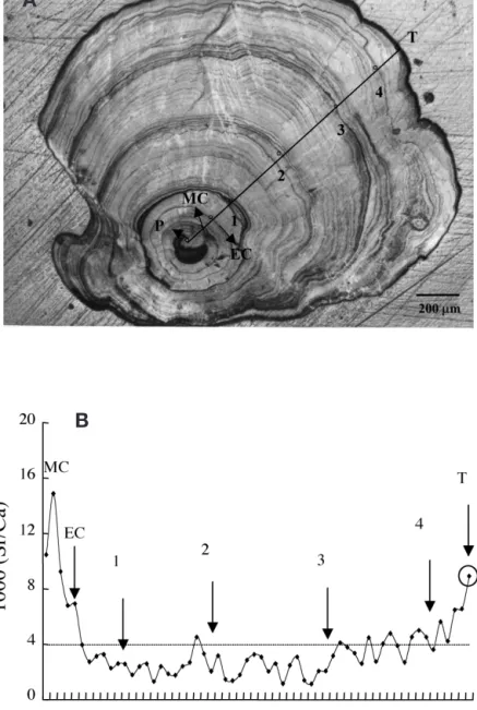 Table 2. Anguilla japonica. Sr:Ca ratios (‰) in the inner part (elver check–edge) and at the edge of otoliths in different stages  of female Japanese eels; data are mean ± SD (range)