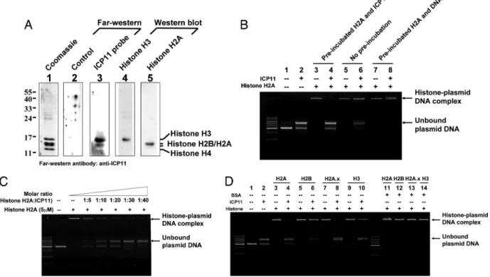 Fig. 2. ICP11 binds to host histone proteins. (A) Histone H3 and H2A/H2B bind to ICP11