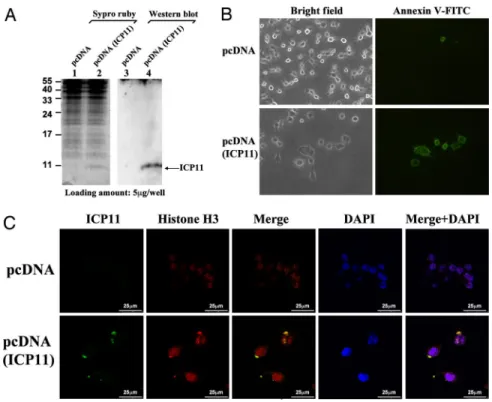 Fig. 5A indicates that 1 ␮M of ICP11-n increased the activity of bovine DNase I by ⬇1.6-fold, as assayed by monitoring the rate of absorbance increase of herring genomic DNA at 260 nm (Fig.