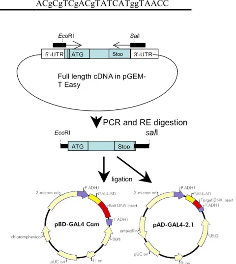Fig. 1. Cloning strategy for yeast-2-hybrid constructs. 