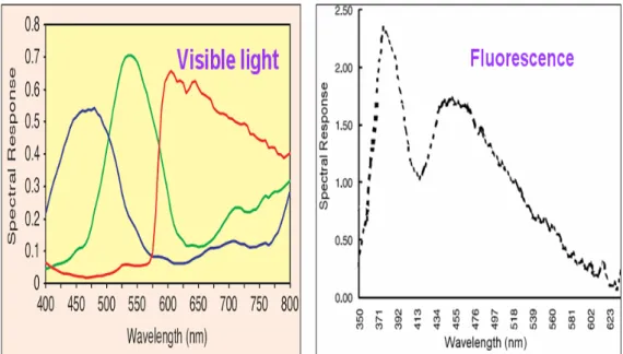 Fig. 1.3 The spectral response of the Visible light and Florescence. [4] 