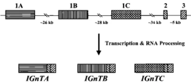 Figure 1. Schematic representation of the organization of the human I locus and the structures of the expressed IGnT gene