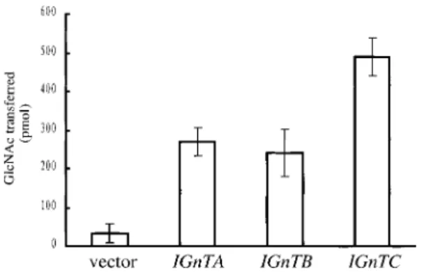Figure 4. The GlcNAcT activities of the enzymes encoded from the IGnTA, IGnTB, and IGnTC cDNAs