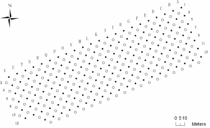 Figure 3. The trapping grid at the study site.    Solid and empty dots represent odd- and 