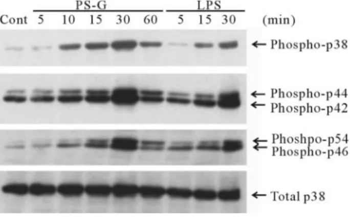 Fig. 8. PS-G induces the phosphorylation of p38 MAPK, p42/44 ERK, and p46/52 JNK kinase