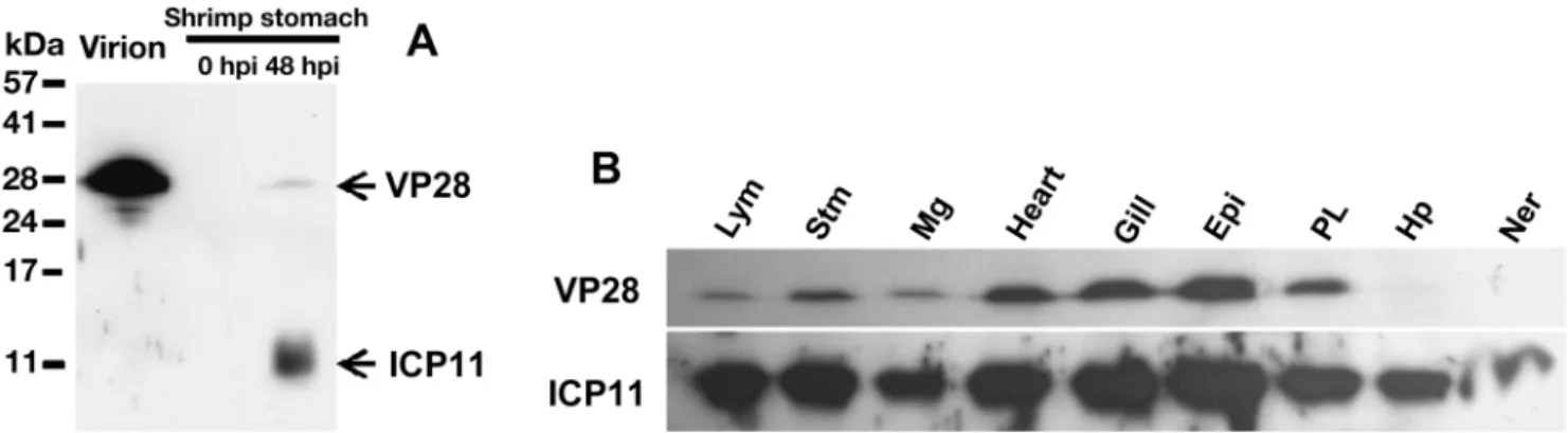 Fig. 4 shows the results of protein dot- dot-blot analysis that used WSSV  VP28-and WSSV ICP11-specific antibodies to screen for WSSV, not only in healthy and