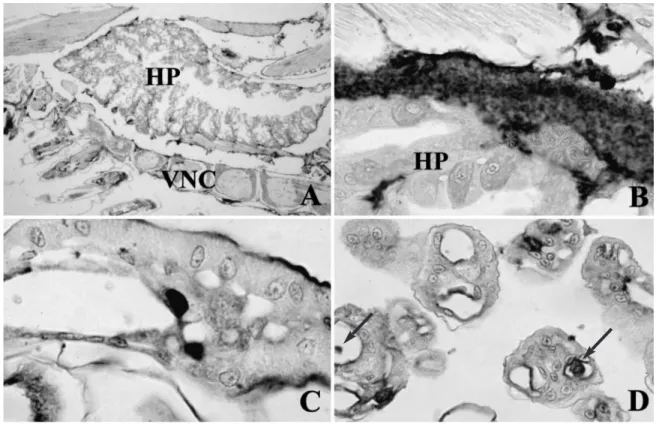 Fig. 3. Penaeus monodon. In situ hybridization of Philippine IHHNV-infected postlarvae with a digoxigenin-labeled IHHNV DNA probe
