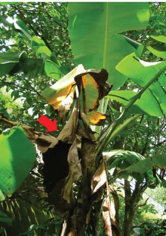 Fig. 1. Furled banana leaves (red arrow) as a roosting site for Murina puta.