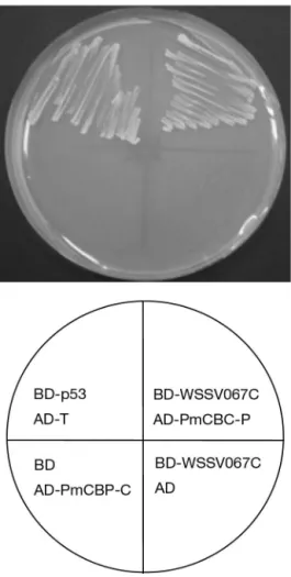 Fig. 3. Schematic indicating the localization of bait (BD-WSSV 067C) and the positive clones obtained using the yeast