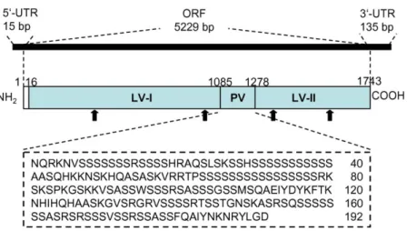 Fig. 1 presents the schematic illustration of nucleotide sequence of Japanese eel Vtg cDNA (GenBank Accession Number: AY775788)