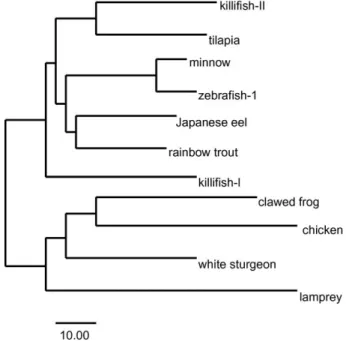 Fig. 3. Phylogenetic tree of the amino acid sequences of vitellogenin in vertebrate animals