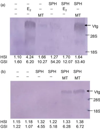 Fig. 5. Northern blot hybridization analysis of A. japonica vitellogenin mRNA. (a) Long-term induction (12 weekly injections) with various  treat-ments; (b) short-term induction (4 weekly injections) with SPH alone and SPH plus MT treatments