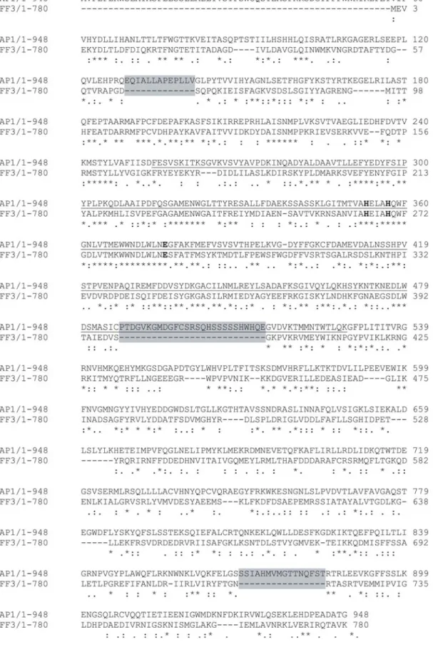 Figure 6. Sequence alignment of ERAP1 with Tricorn Interacting Factor F3 (TIFF3). The two proteins have a 28% sequence identity in the amino acid range of 58–948 and up to 43% sequence identity in the range of 280–486 that is the major part of the catalyti