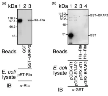 Fig. 1. Interaction between Rta and GST–BRAP2 in vitro. (a) An E.