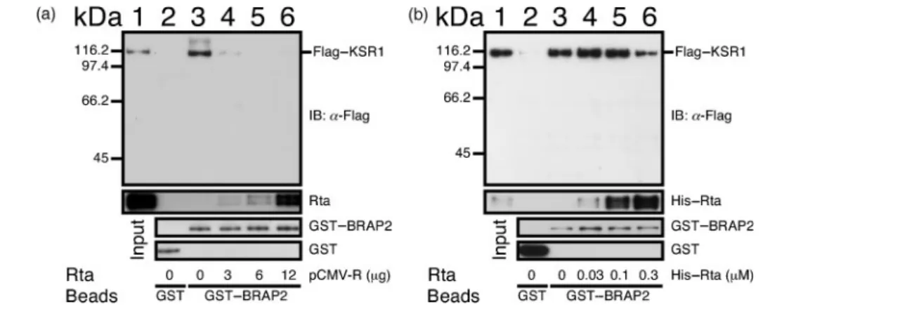 Fig. 5. Inhibition of binding of BRAP2 to KSR1 by Rta. (a) Glutathione–Sepharose beads were added to the lysate prepared from 5¾10 6 293T cells transfected with 4 mg pGST–BRAP2 (lanes 3–6) to enable the binding of GST–BRAP2 to the beads.