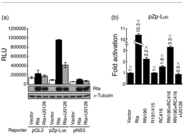 Fig. 7. Activation of the BZLF1 promoter by Rta and its domains that interact with BRAP2