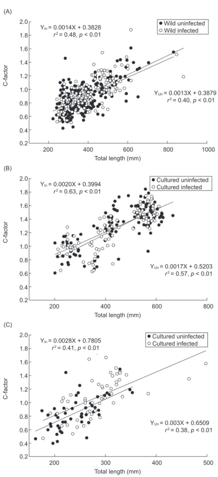 Fig. 4.  Regression of total length on the condition factor (C-factor) between uninfected and infected groups of wild (A) and cultured (B)  Japanese eels and cultured (C) American eels.