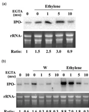 Figure 4. Effects of EGTA on the expression of IPO stimulated by ethylene and wounding