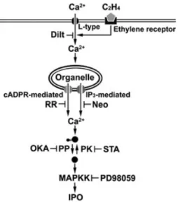 Figure 6. Model for the signal transduction of ethylene activating IPO in sweet potato
