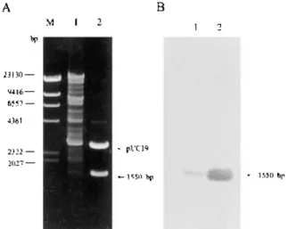 Fig. 2. Restriction enzyme map (A) and nucleotide sequence (B) of the DNA insert, H1-1, in plasmid pH1-1