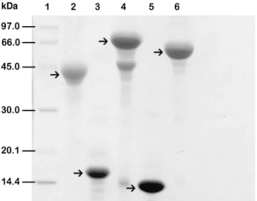 Figure 1. 1-DE separation of five proteins (25 mg per protein) in 12.5% SDS gel. The gel was stained with Coomassie blue