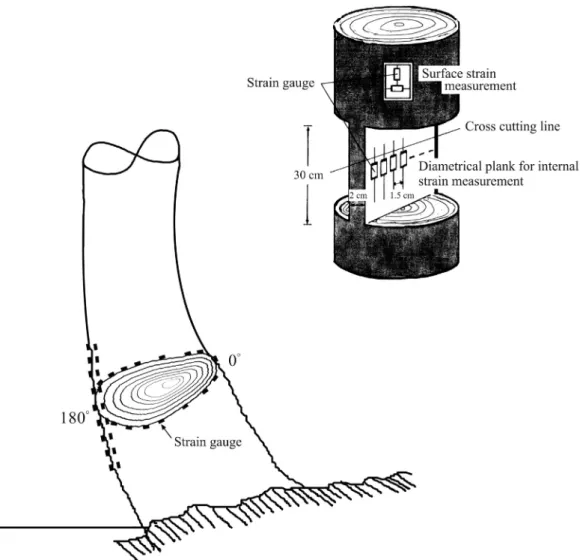 Fig. 1. Measurements of the trunk and of the peripheral positions of a basal sweeping  trunk.