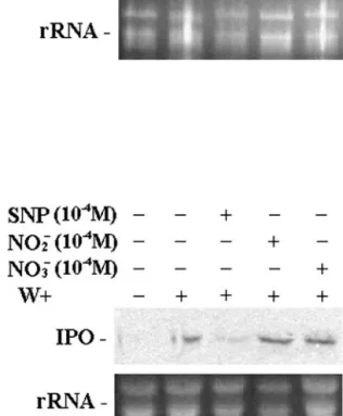 Figure 4. Effects of NO donor SNP, nitrite, and nitrate on the expres- expres-sion of the IPO gene after wounding