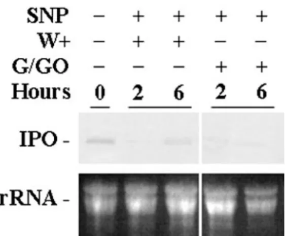 Figure 8. NO inhibits the expression of the IPO gene induced by H 2 O 2 . Cut petioles of the excised leaves were placed in 1 ⫻  Murash-ige and Skoog for 12 h, and SNP was added at a concentration of 0.1 m M for another 12 h