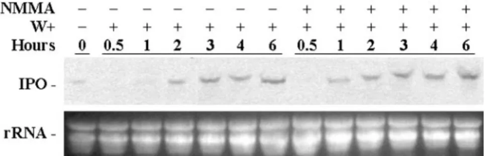 Figure 10. NOS inhibitor NMMA accelerates the expression of the IPO gene. Cut petioles of the excised leaves were placed in 1⫻ Murashige and Skoog for 12 h, and some petioles were treated with 0.5 m M NMMA to inhibit NOS producing NO for another 12 h