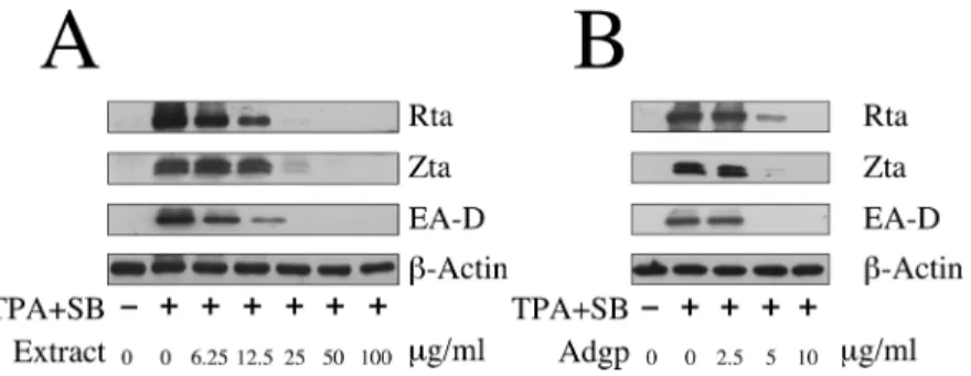 Fig. 1. Inhibition of Rta, Zta and EA-D Expression by EEAP and Andrographolide