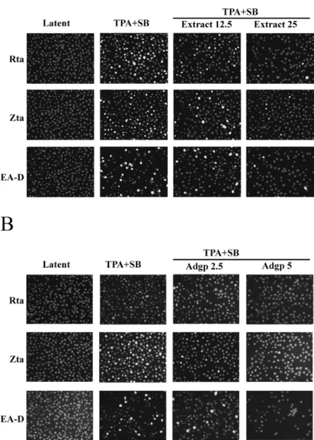 Fig. 2. Indirect Immunofluorescence Analysis of the Inhibitory Effects of EEAP and Andrographolide on the Expression of EBV Lytic Genes