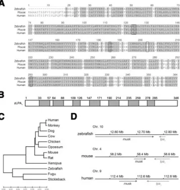 Figure 1. Sequence analysis of the zebrafish LPA receptor, zLPA 1 . A) Amino acid sequence alignment of zLPA 1 with its human and mouse homologs