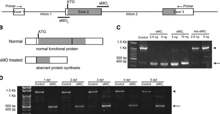 Figure 4. Ectopic expression of zlpa 1 rescues the splice-blocking MO induced edema.  Ze-brafish embryos were untreated (A) or  in-jected with 1.25 ng zlpa 1 sMO 1 (B, C)