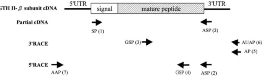 Fig. 1. Procedures of RT-PCR sequencing of GTH II-b subunit cDNAs from pituitary glands of the Japanese eel