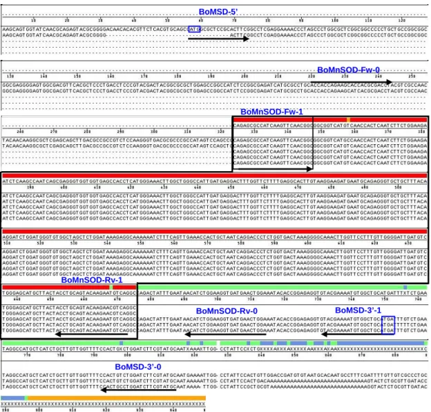 Fig. 2 The full-length BoMnSOD cDNAs composed by 5’- and 3’-RACE.   
