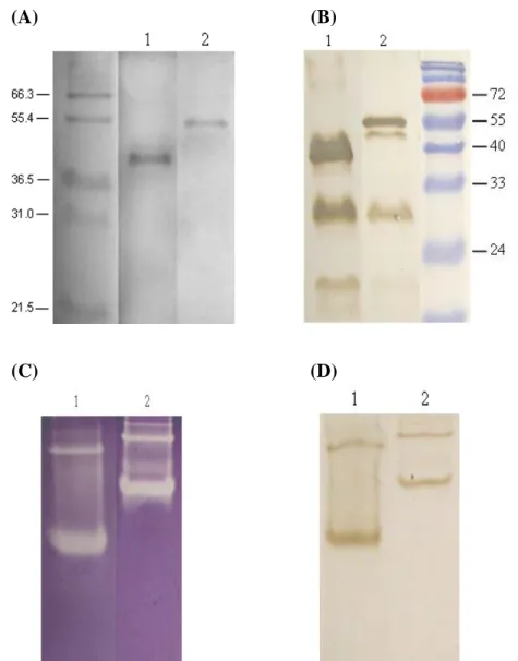 Fig. 5 Purification and Characterization of the recombinant BoCuZnSOD 3 and  BoMnSOD 11