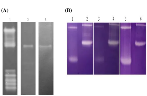 Fig. 6 Inhibition of the SOD activity of green bamboo endogenous SODs and the  GST recombinant BoCuZnSOD and BoMnSOD