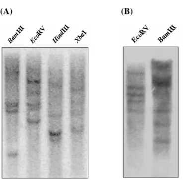 Fig. 9 Southern blot analysis of green bamboo genomic DNA extracted from the  leaves.  