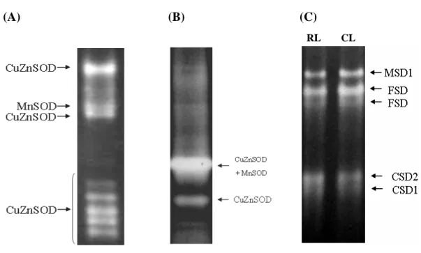 Fig. 10 The SODs activity profiles of the green bamboo, rice, and Arabidopsis. 