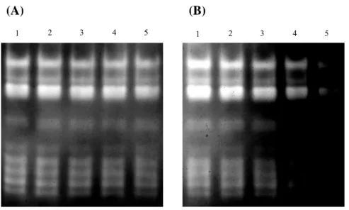 Fig. 11 Different metal ions applied in green bamboo leaf crude protein extract. 