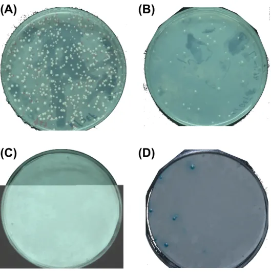 Fig. 3. A typical results of the yeast-2-hybrid library screening, showing the transformants  grown on the SD plate without Trp and Leu (A), or without Trp, Leu, and His (B)
